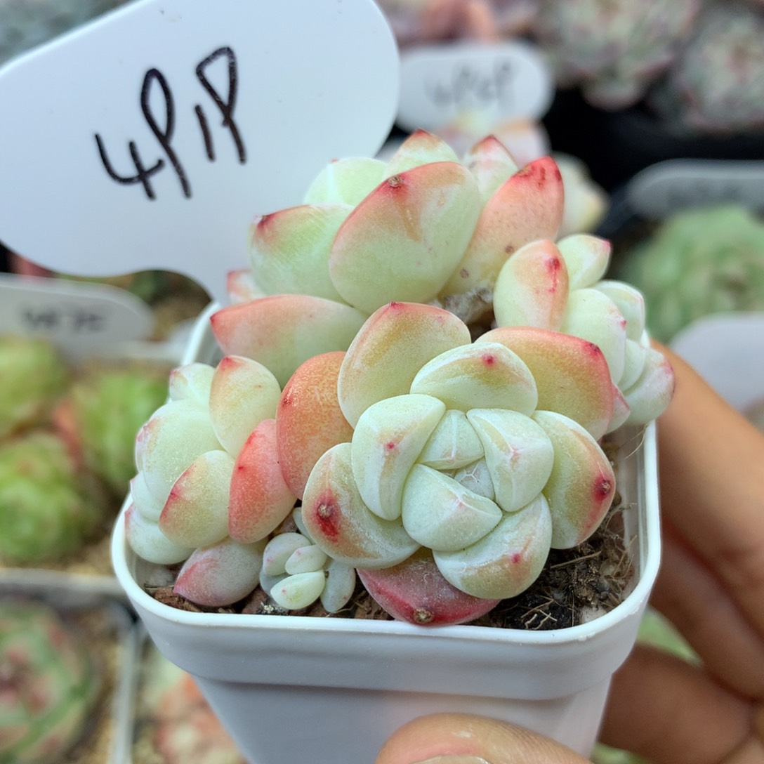 白透冰玉无砍群4919