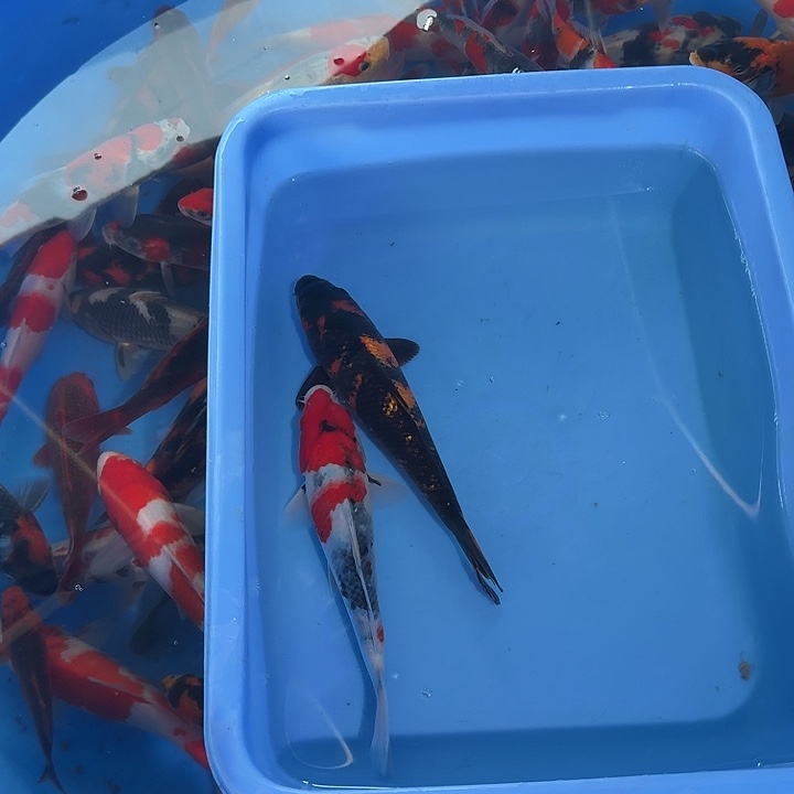 用***2海水鱼哈哈哈哈姐姐家