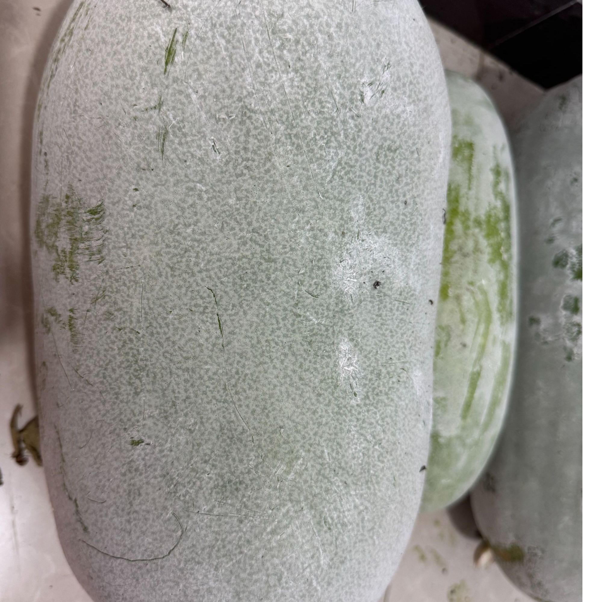 新鲜冬瓜 农户自种 现摘现发