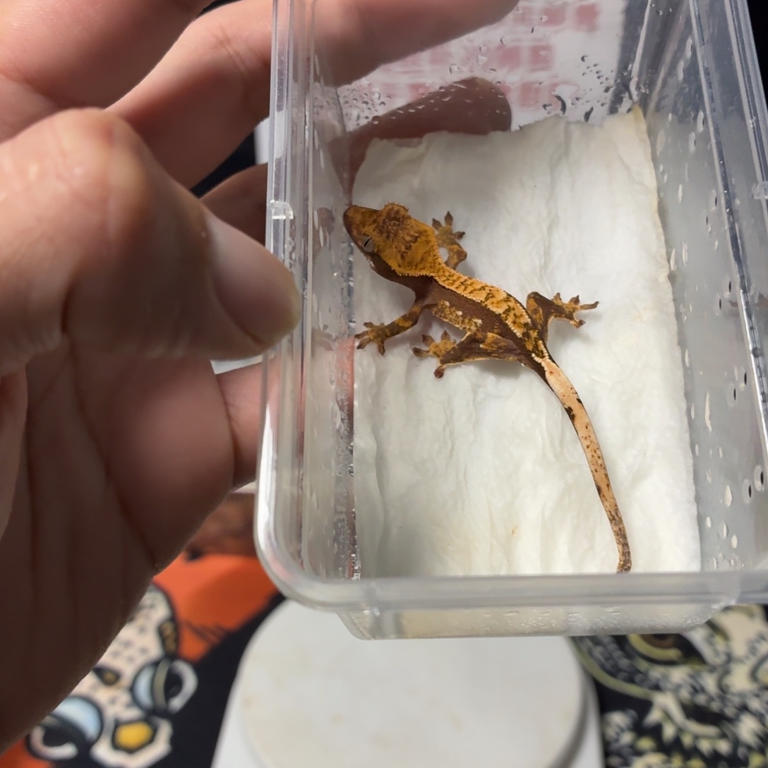 睫角守宫睫角守宫可爱入门