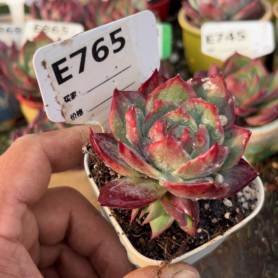 惊鸿一瞥765号多肉