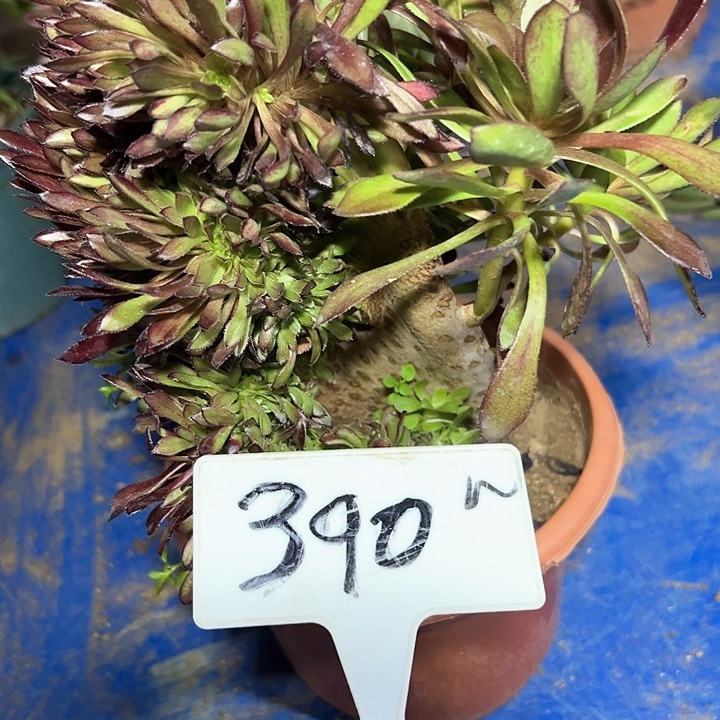 多肉植物黑法师缀花