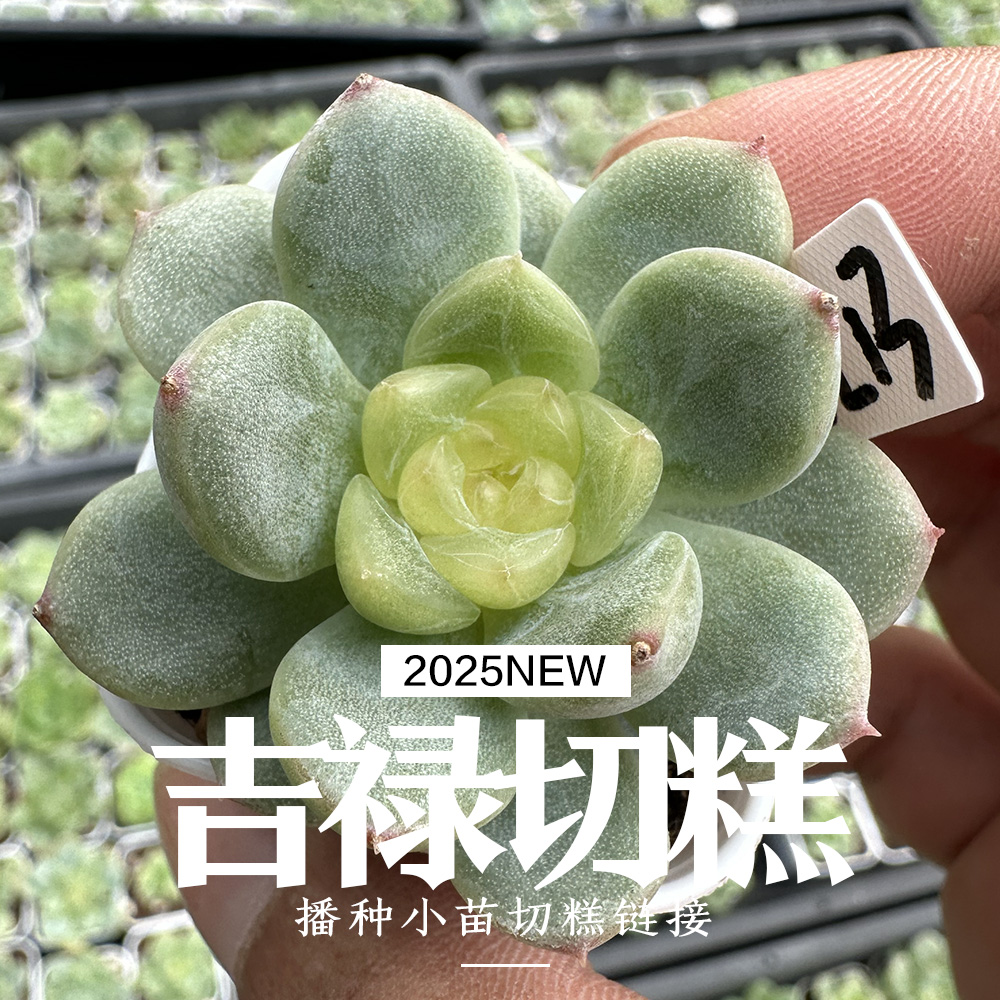 光环园艺多肉植物吉禄切糕