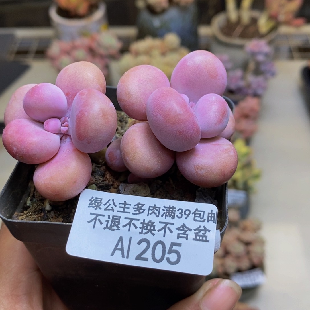 205腰子桃蛋多肉5c m