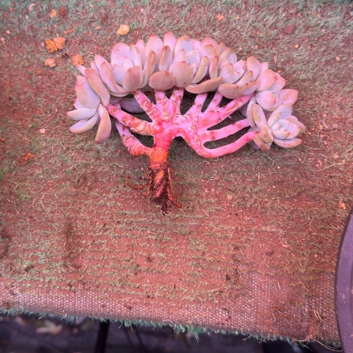 尘***瑰星影树缀无砍多肉