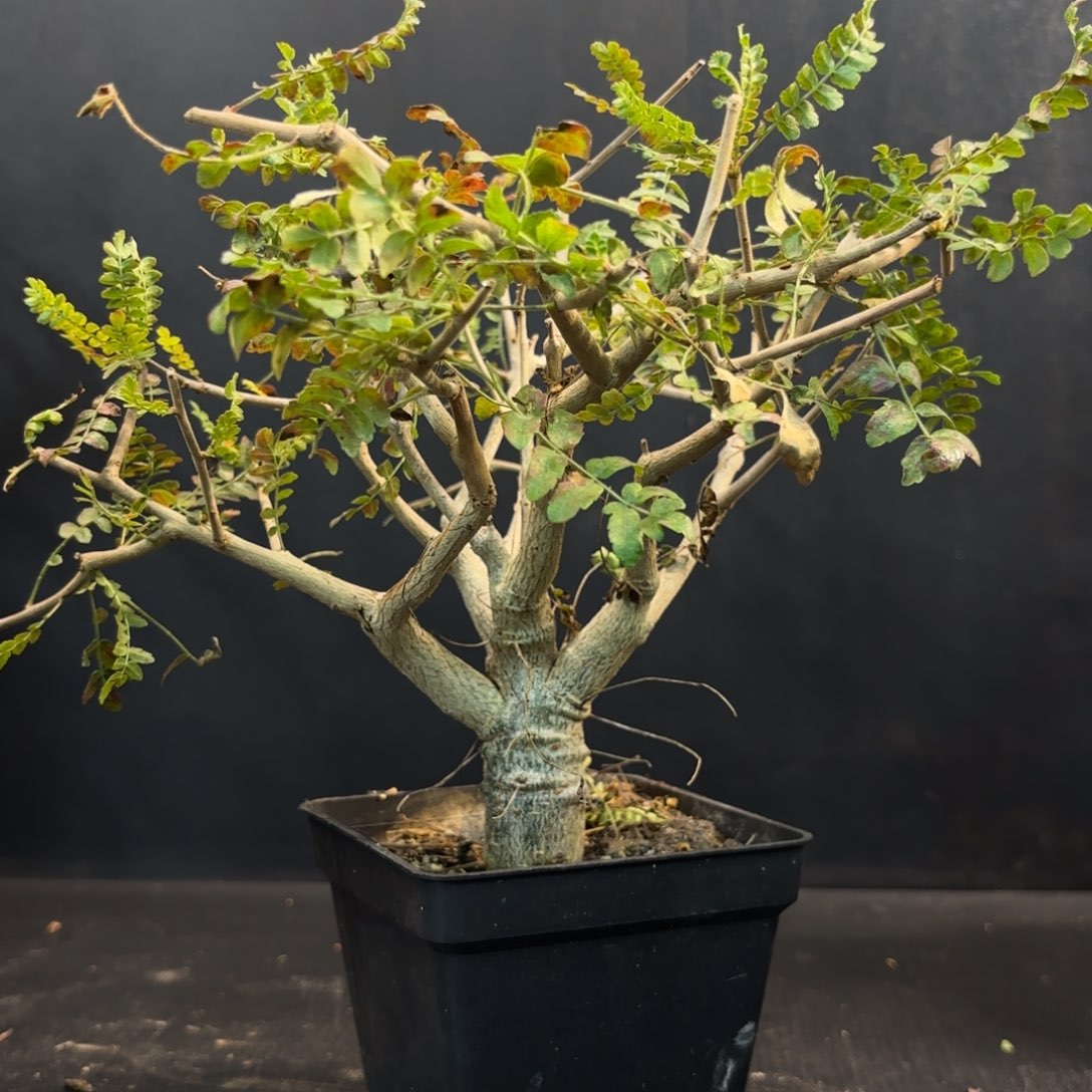 尼勒达乳香实生带盆土