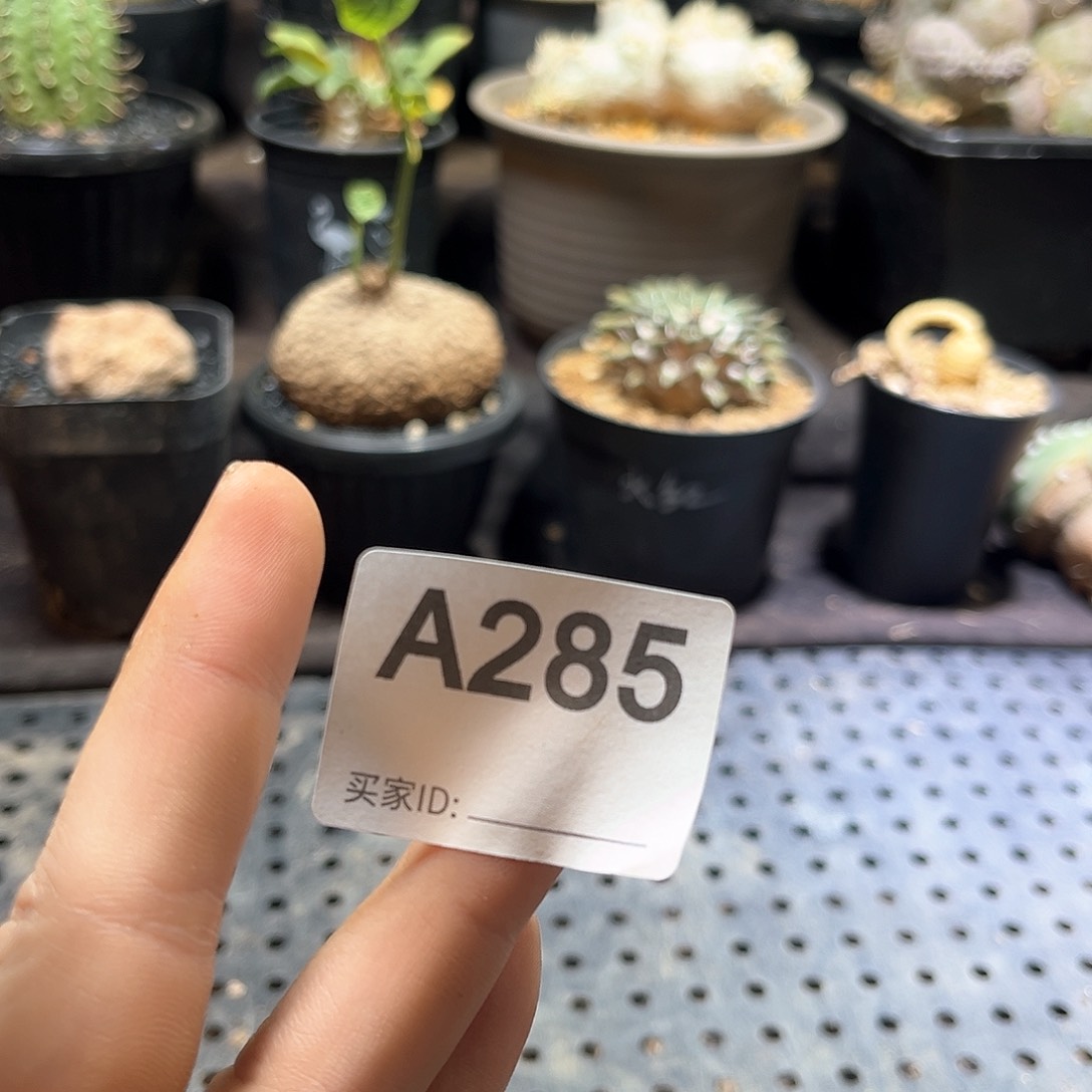 阿*哥1111111111111111111