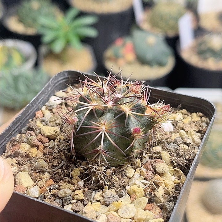 达氏青花虾实生2.7公分