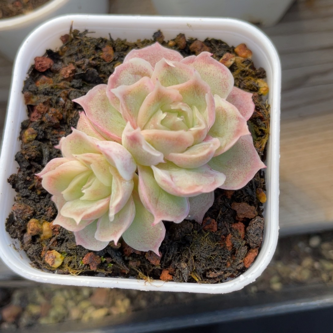 优选水晶虾饺多肉1340