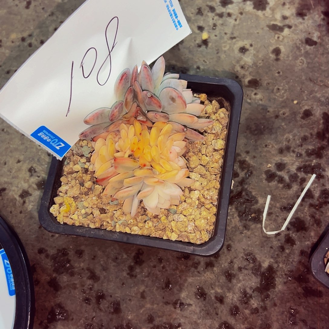 *****108号一物一拍脱土包邮