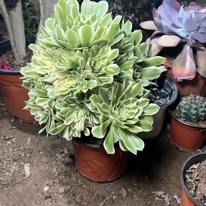 多肉植物法师艳凝76