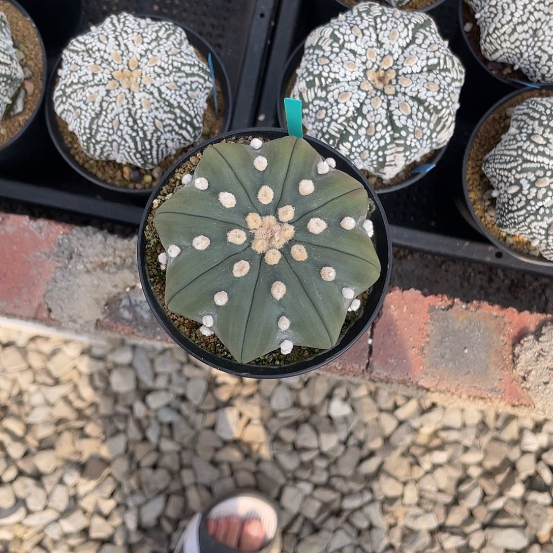 完全开放全品琉璃海星 8.2cm 