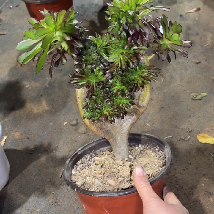 黑法师缀化883法师多肉