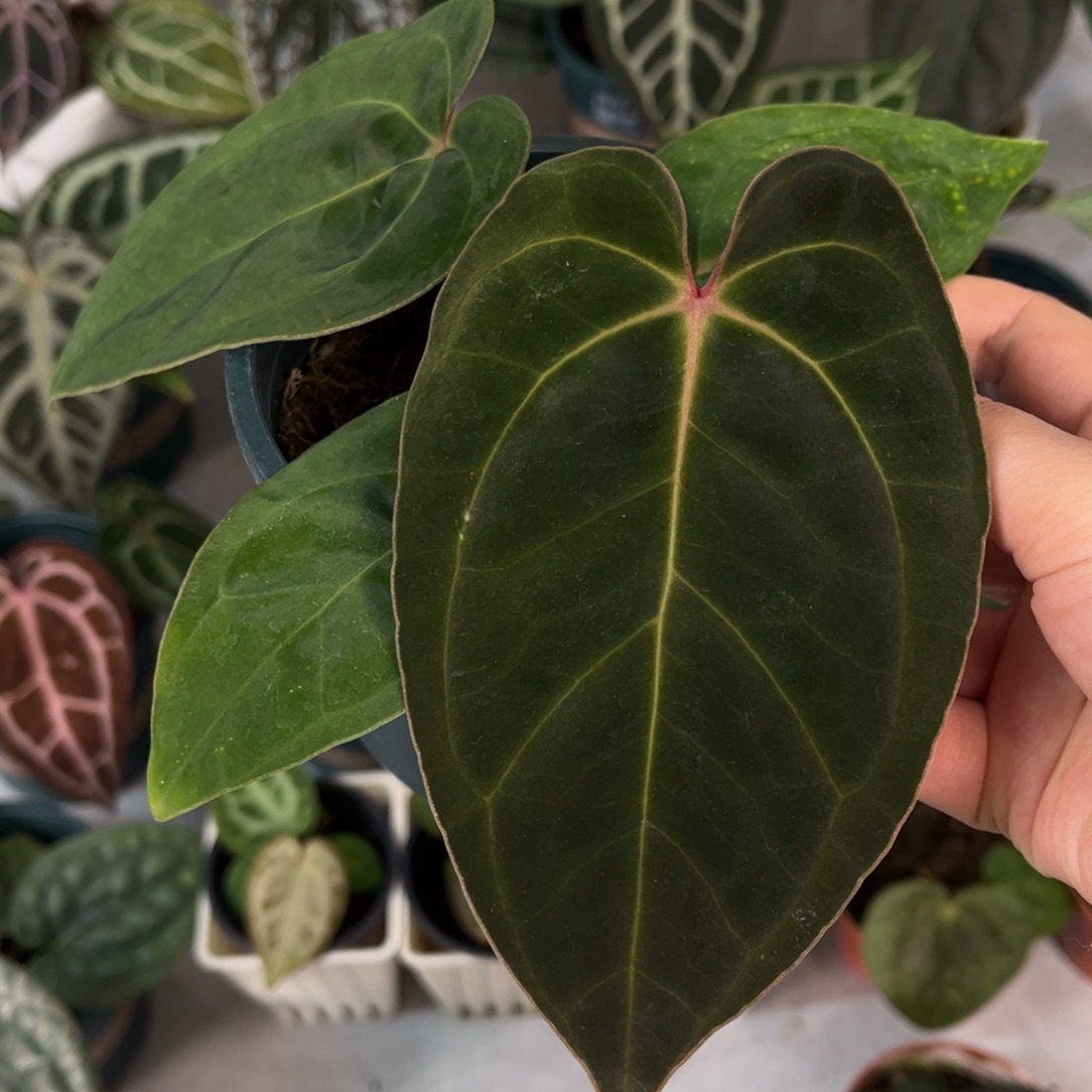 无花朵003 贝斯杂加通湖