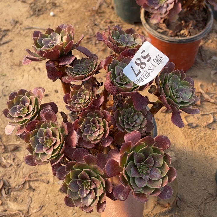 587杂交万圣铜1号