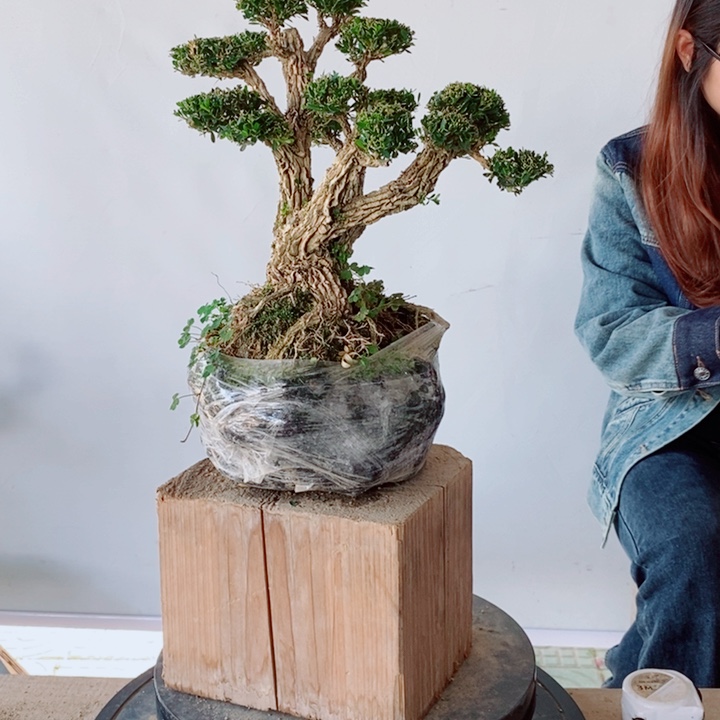 无花朵自**行广东黄杨