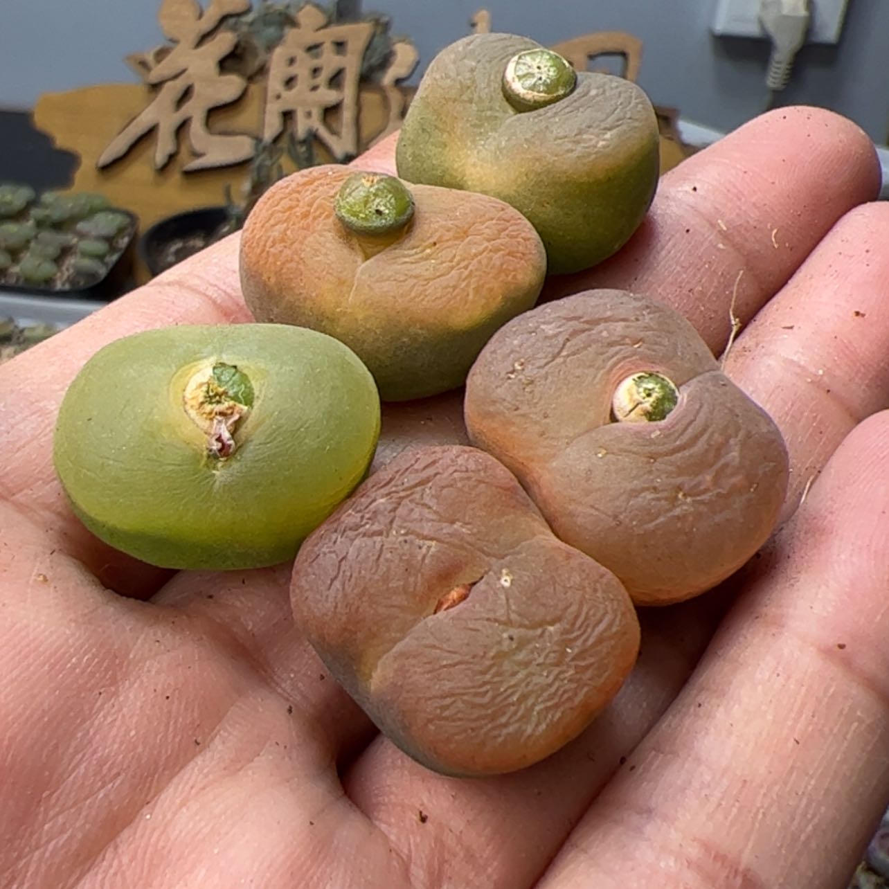 【闪购商品】00000003