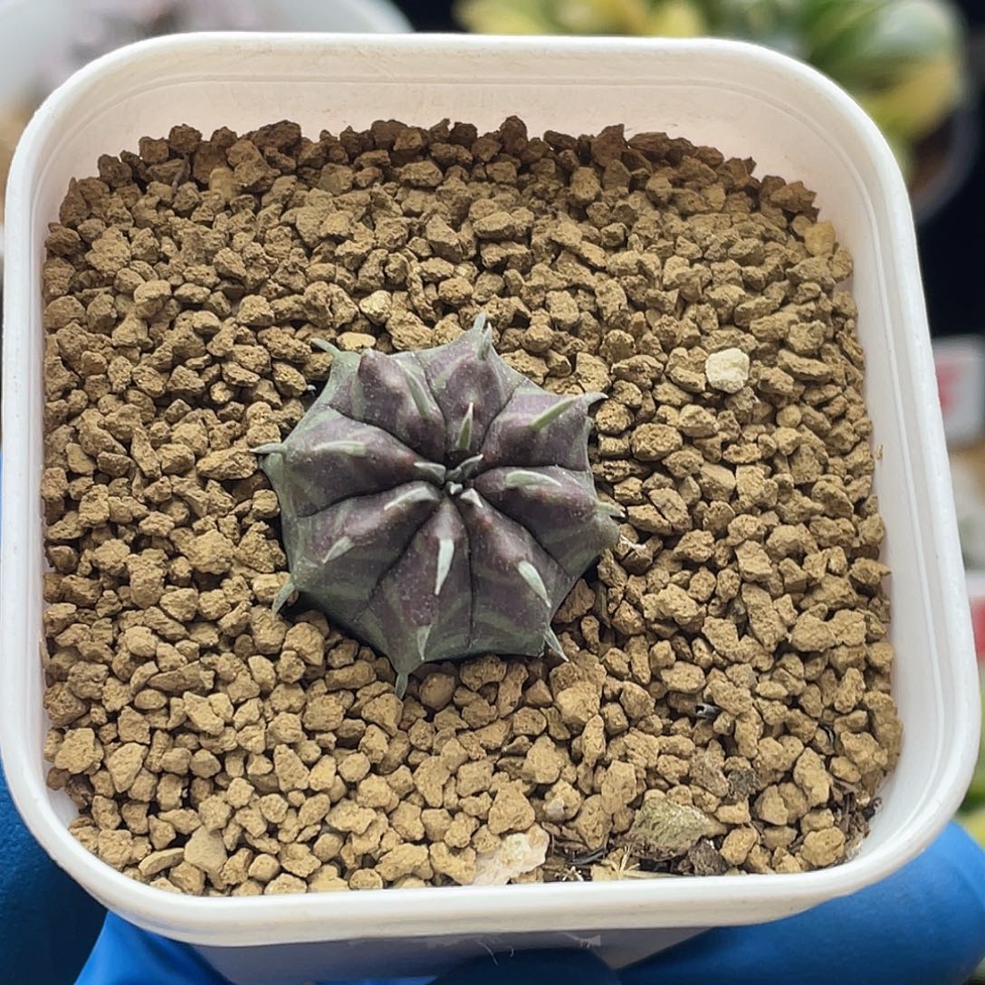 实生坤坤法丽达仙人球