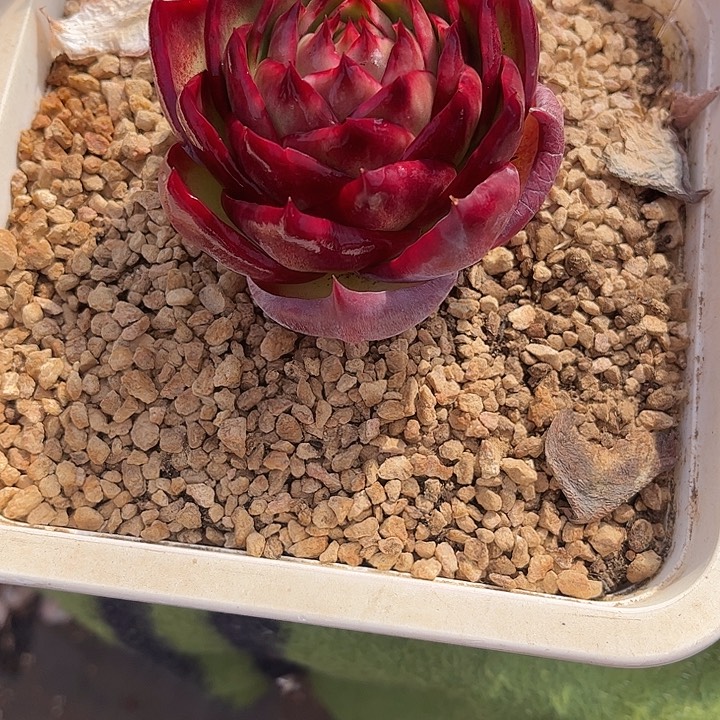惊鸿仙子多肉植物25