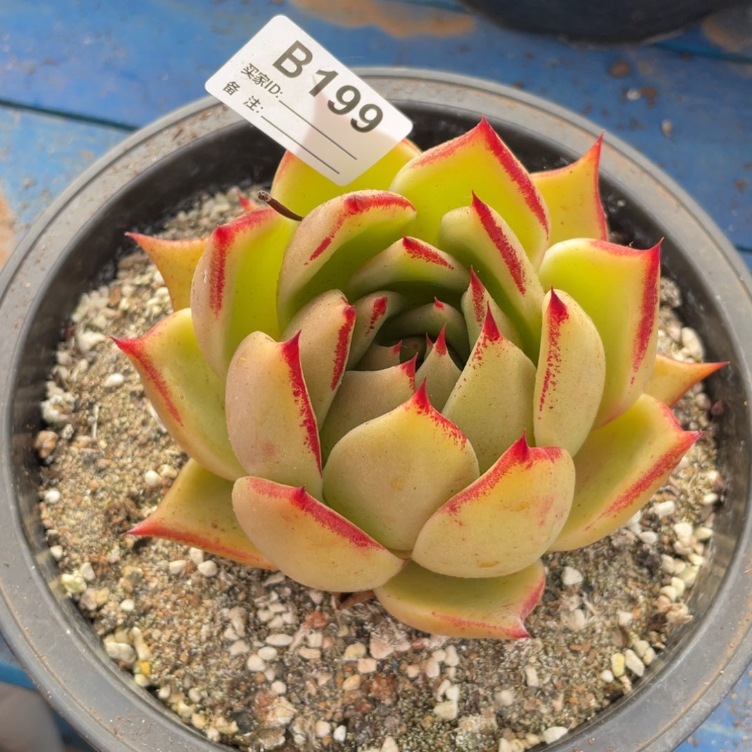 无花朵若如东云单拍B199