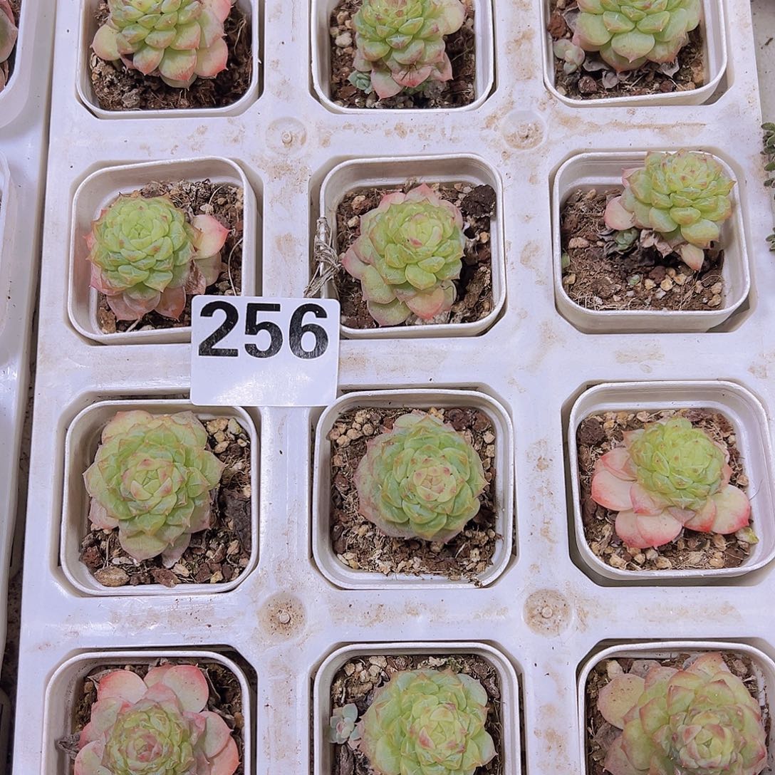 256七仙女发样品发样品