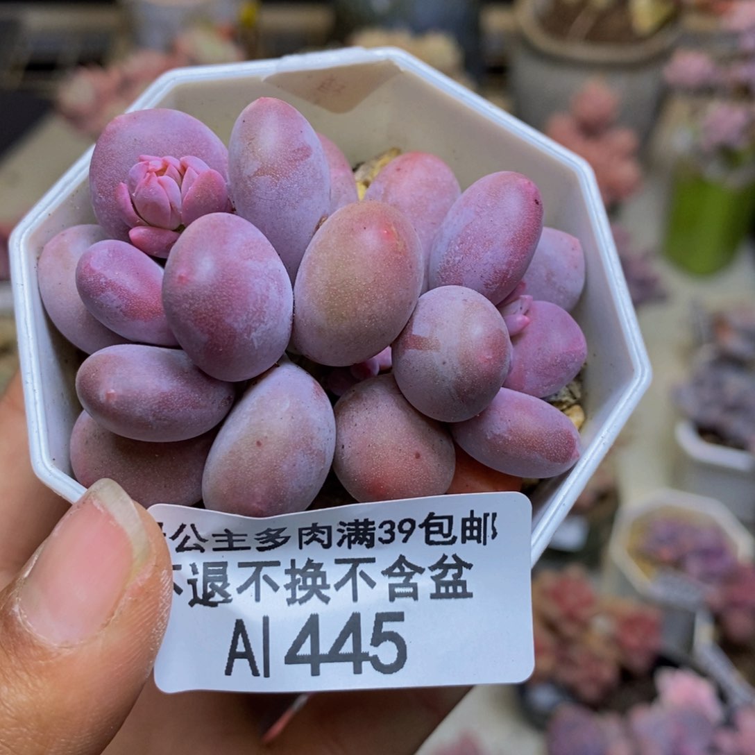 445糖豆奶多肉4c m