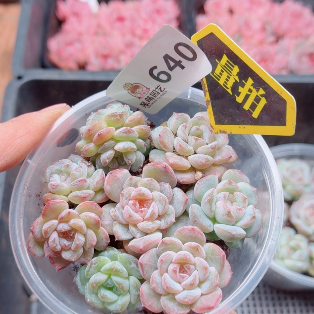 多肉植物多肉植物