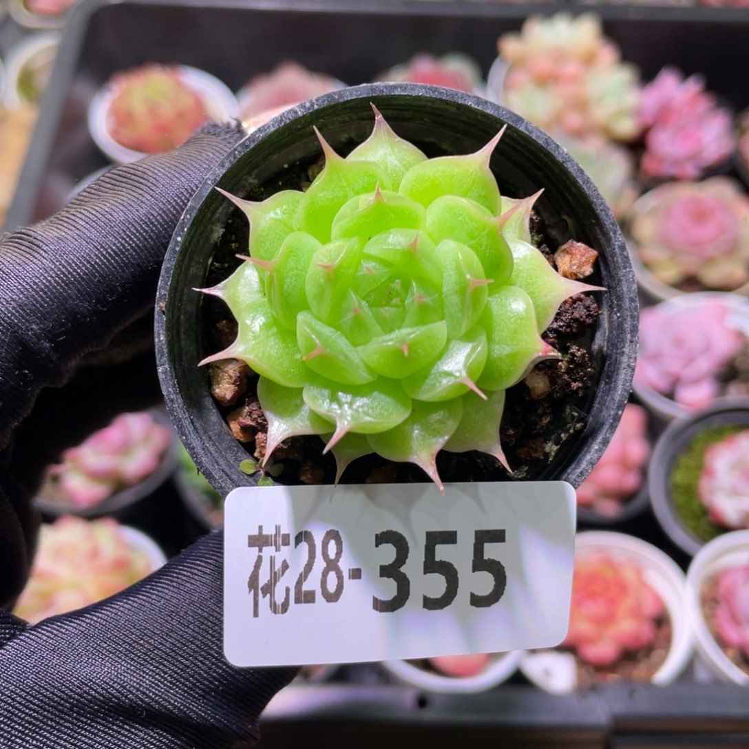 花利美28-355海王