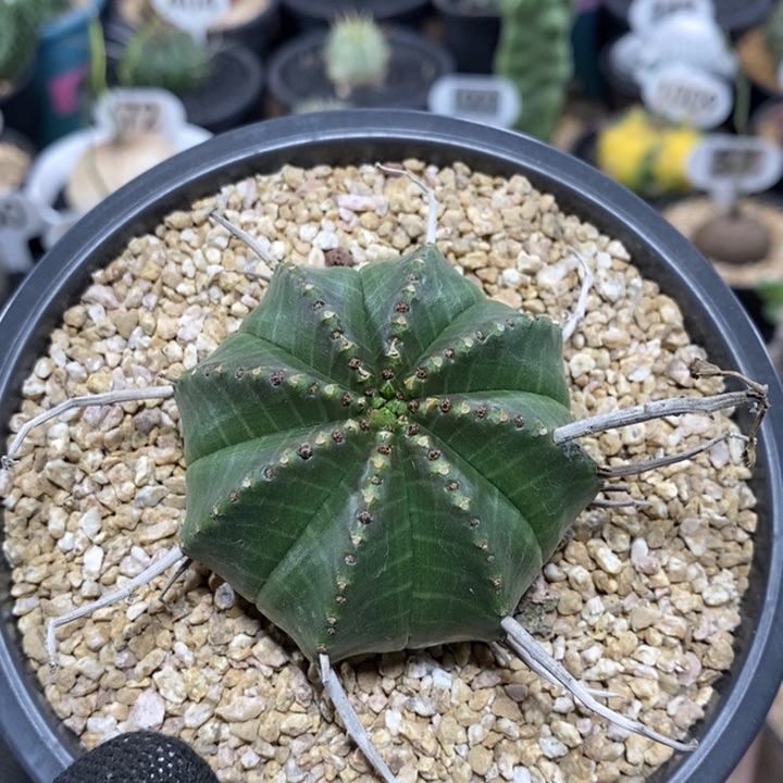 实生法丽达大戟35号5.7cm