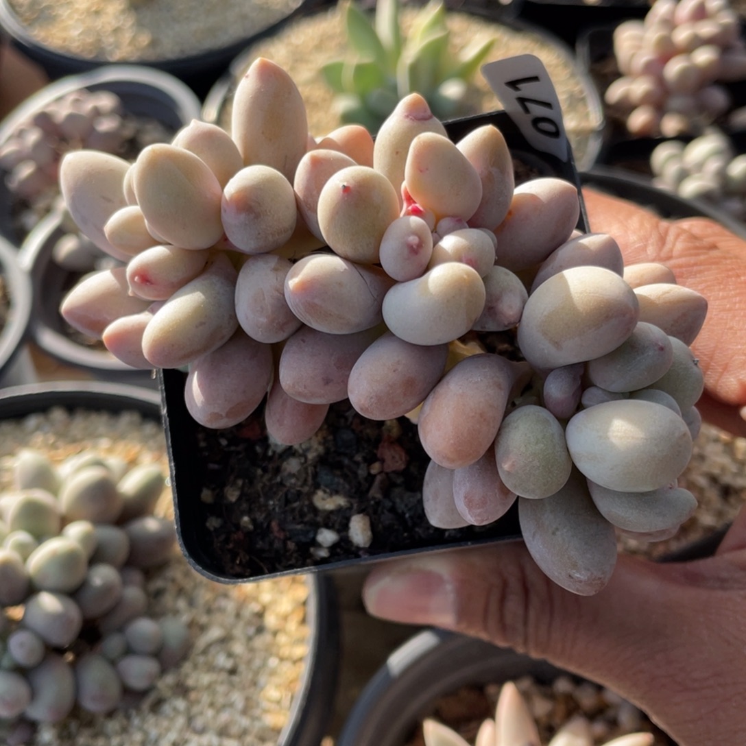 仙子奶酪出奶尖多肉