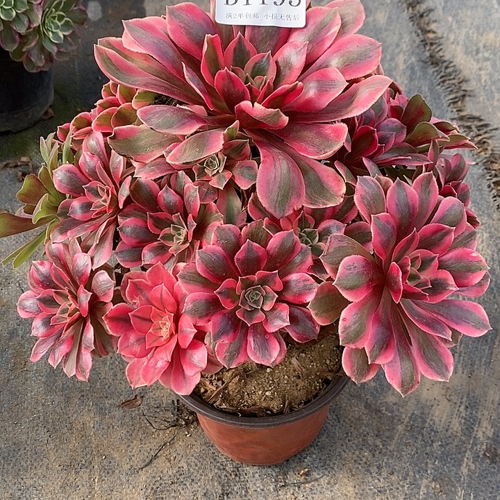 1195粉女妖多肉植物