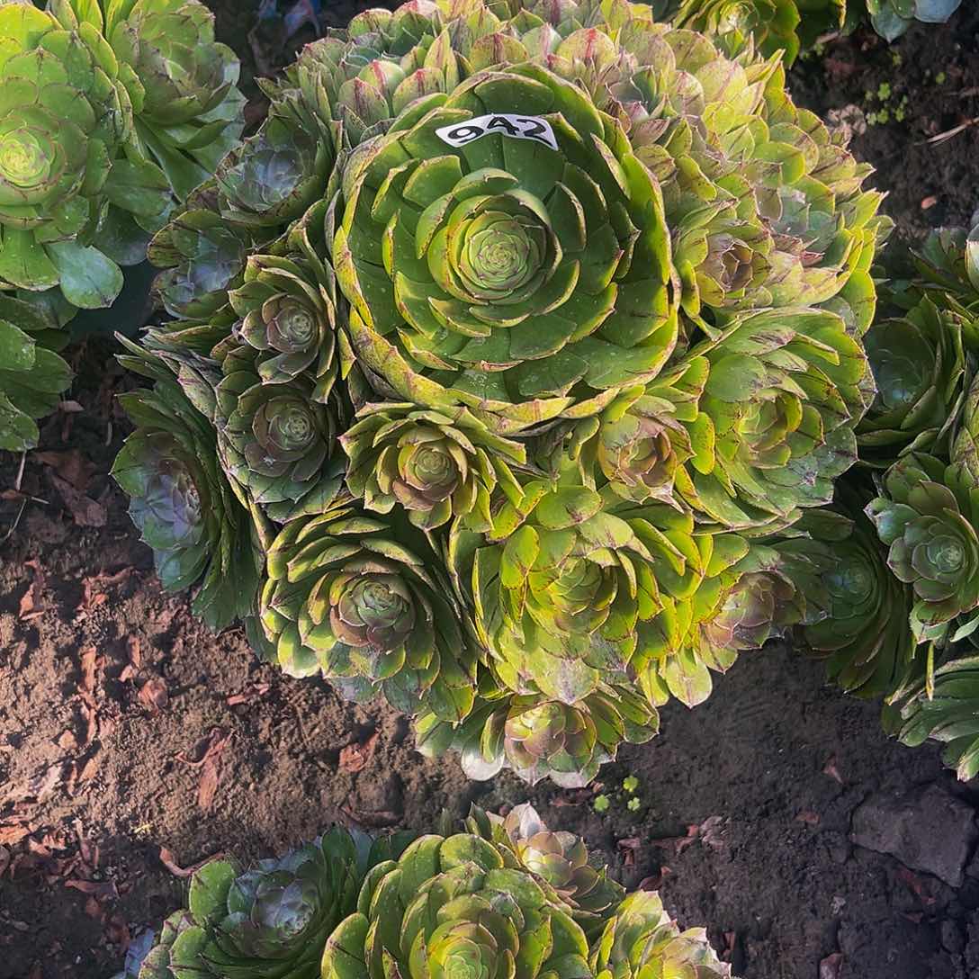 法师法师14-26包邮法师