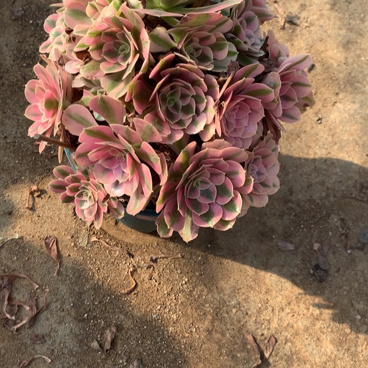 871粉女巫多肉特价不售后