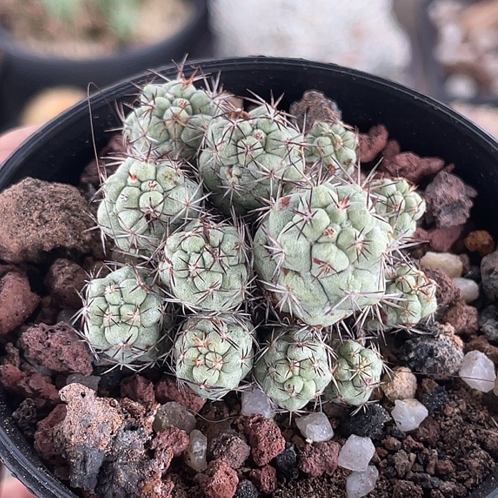 帝王丸自根仙人球
