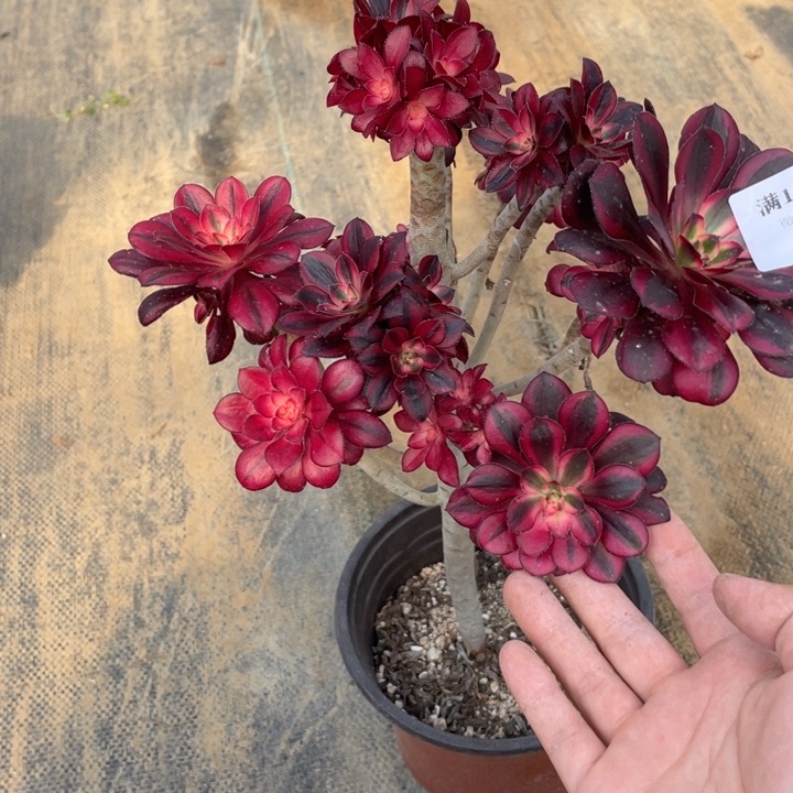 89香奈儿有砍法师多肉断枝不包