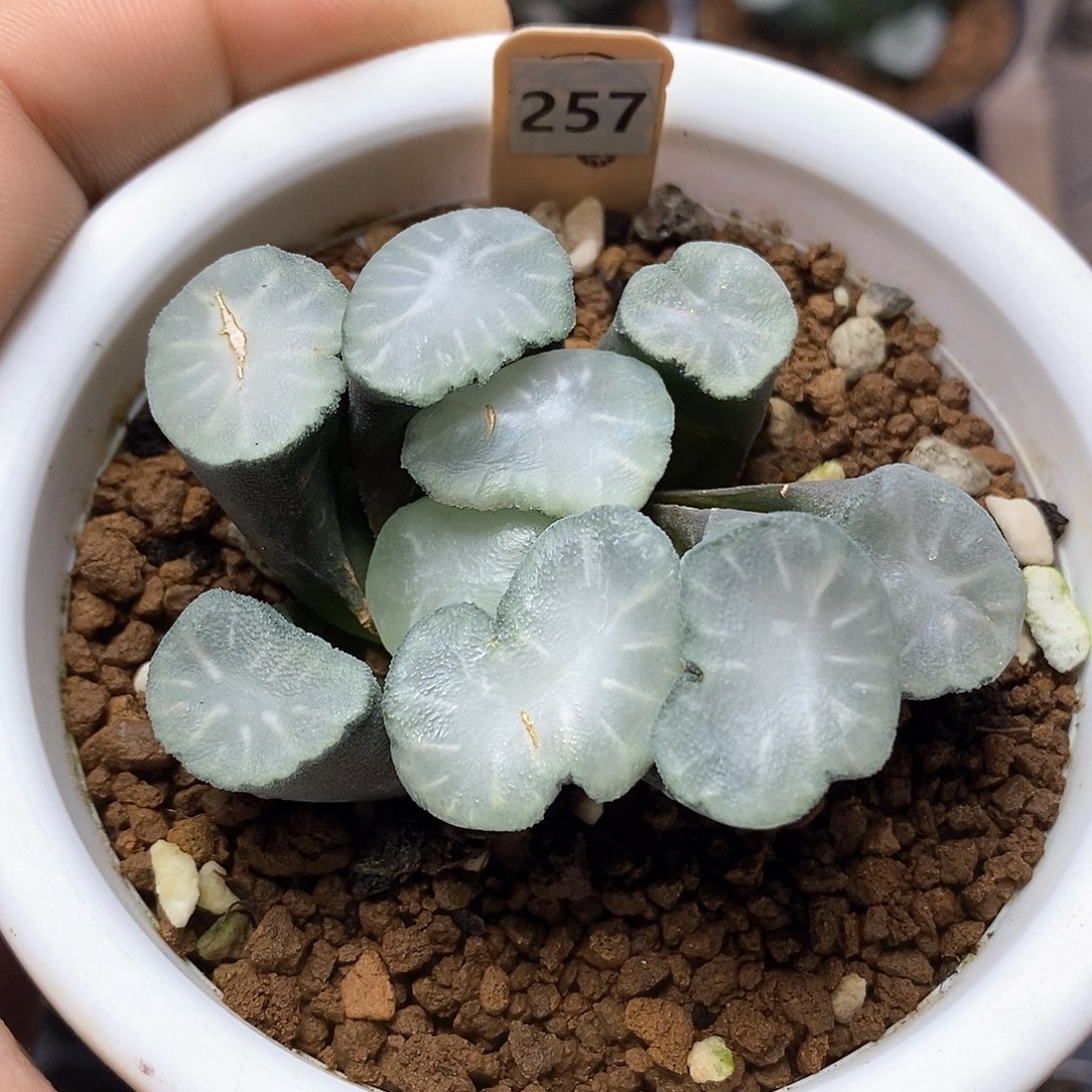 红陶257号盐湖城万象一物一拍