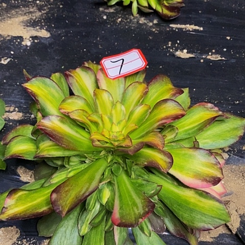 雅典娜七彩捧花法师7