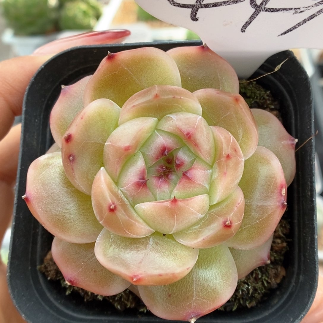 油透珍妮可拍449号。