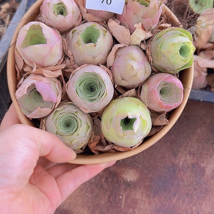 山地玫瑰多肉植物山地70