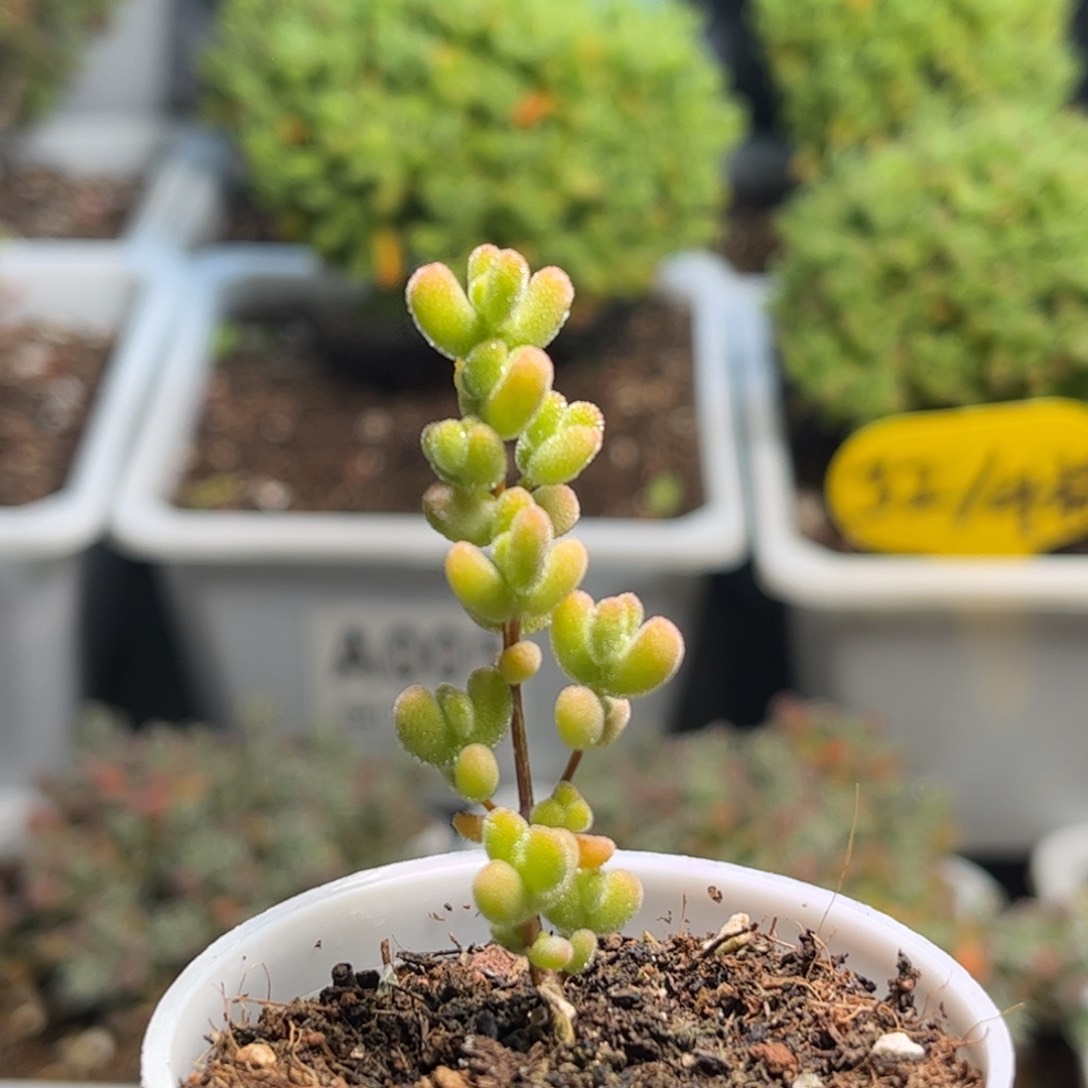 昕宝莱斯锦枝干番杏