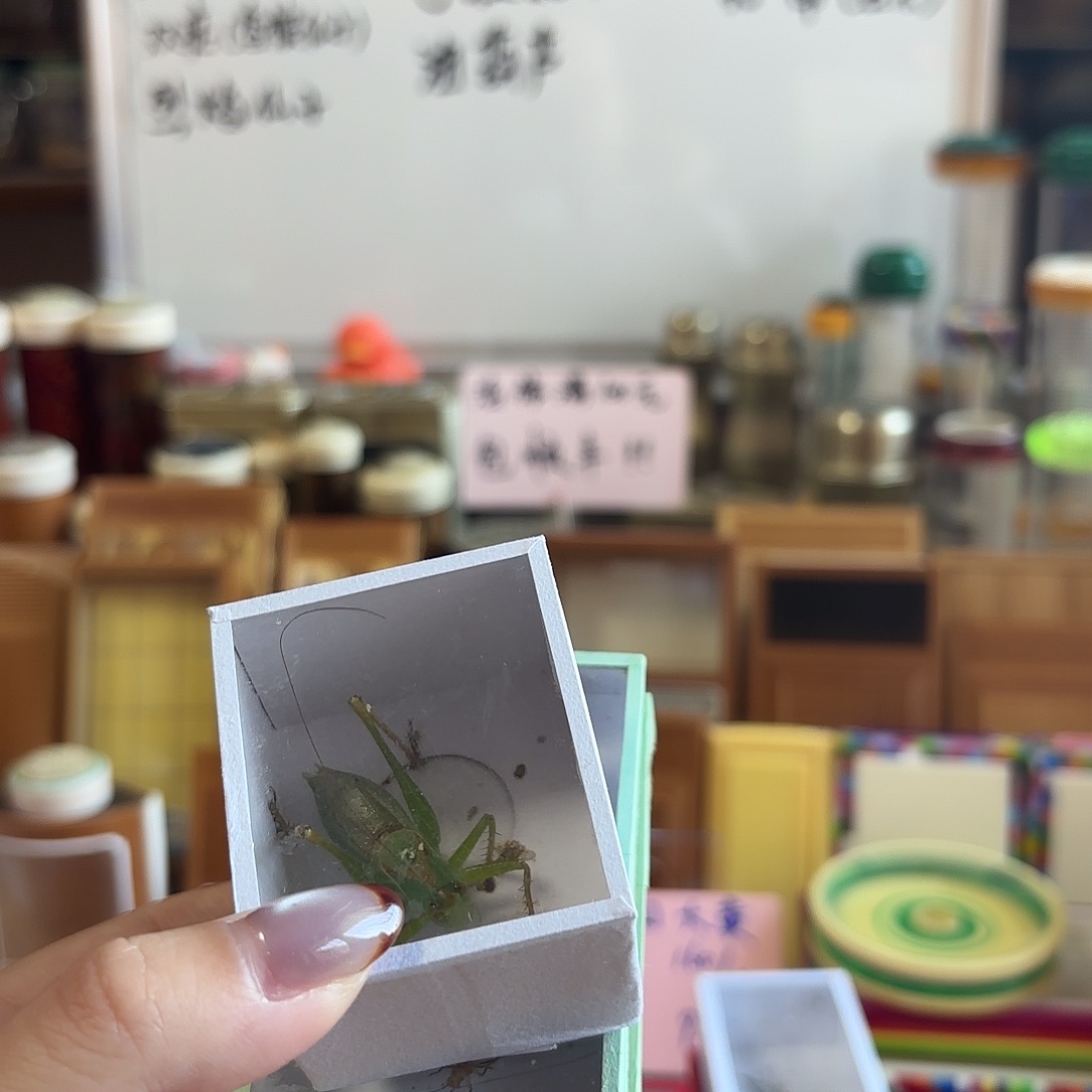 扎嘴 两条中须大黄 紫竹柬埔寨不包断须尾