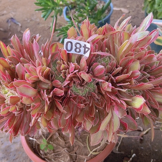 晨*多肉植物一个