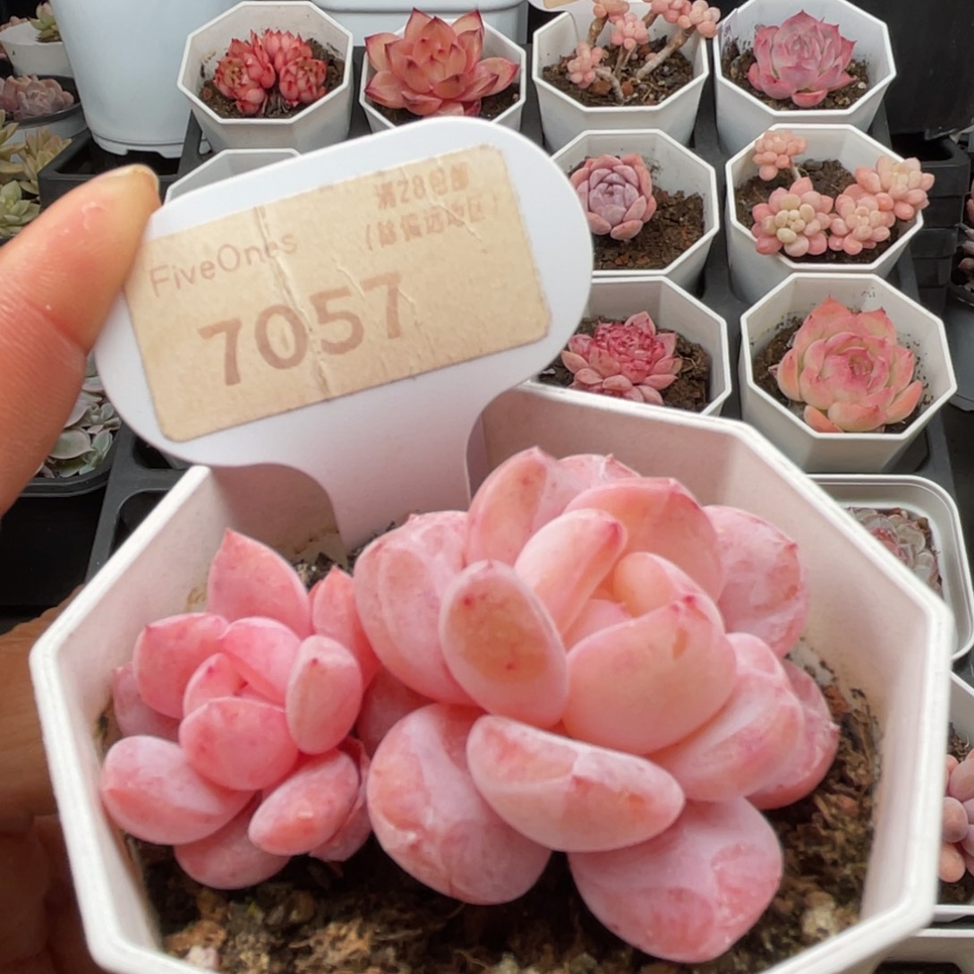 雪橙7057-5.5厘米