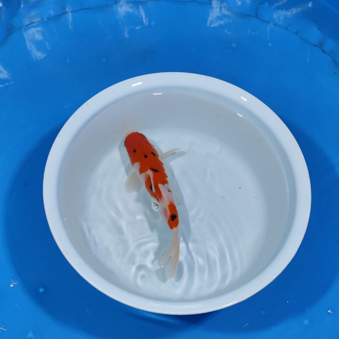 锦鲤21公分大正不寄养手术过