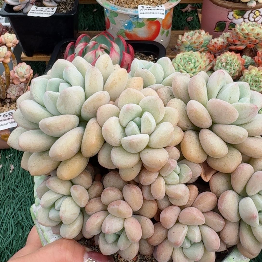 1755一物一拍（满28包邮）