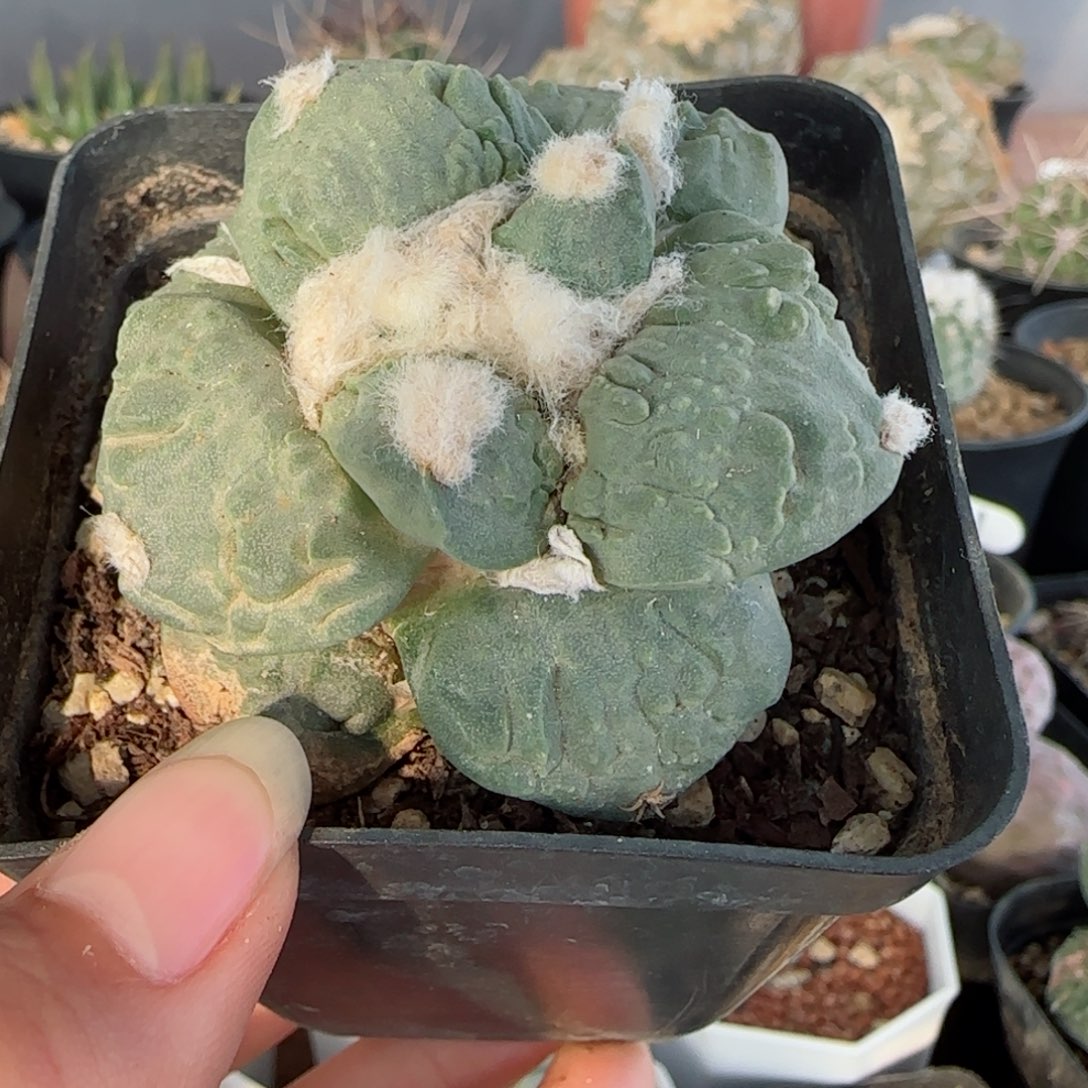 自根怒涛牡丹多肉5.5