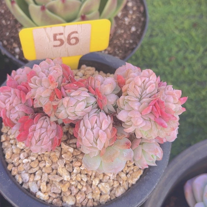 健健康康平平安安