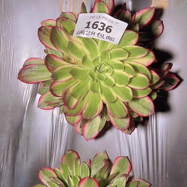 1636海王多肉植物2号