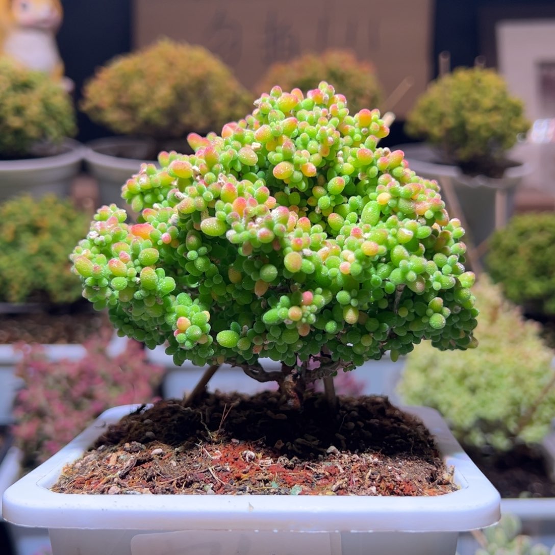 785蜜橘一物一拍包开箱