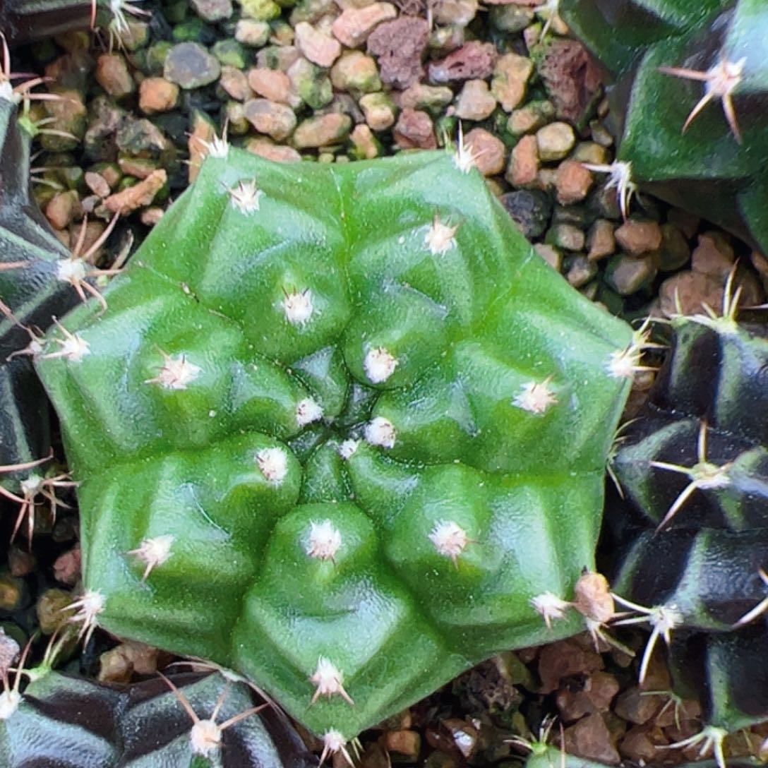 当前无花栽培后可以开花
